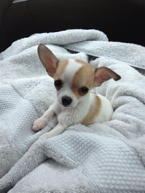 Mini Chihuahua Welpen