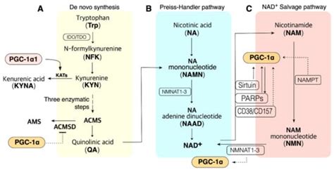 IJMS | Free Full-Text | Role of PGC-1α in the Mitochondrial NAD+ Pool ...