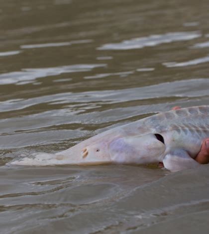 Environmental Monitor | Cause for declining Missouri River pallid sturgeon found in ‘major ...