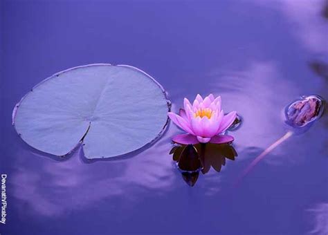 Flor de loto: su significado verdadero es muy especial - Vibra