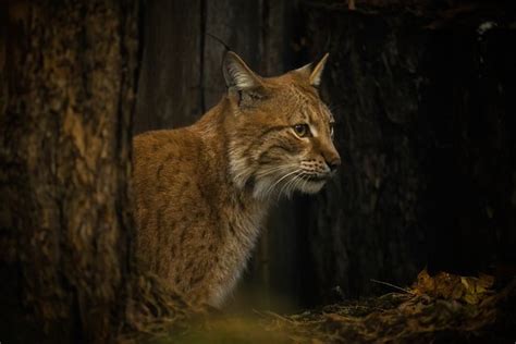 Lynx Cat Wildcat - Free photo on Pixabay