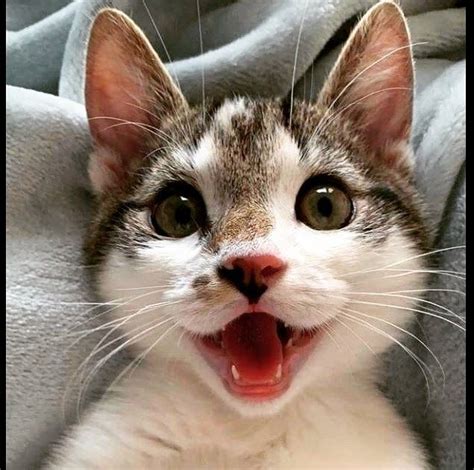 https://ift.tt/2Twy3m4 Smiling Cat Cute Cats And Kittens, Baby Cats ...