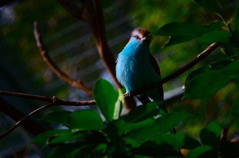 blue bird in paradise | a lazy collaboration with Jeff Balle… | Flickr