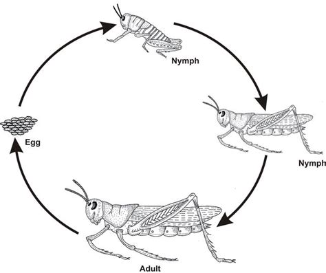 Larval Development and Molting | IntechOpen