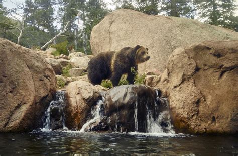 The ferocious American grizzly bear can grow to weigh 400, 500, even 700 pounds. One can observe ...