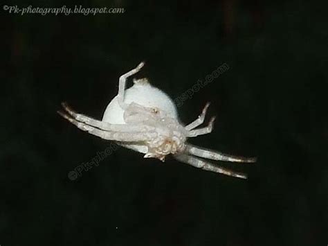 White Crab Spider | Nature, Cultural, and Travel Photography Blog