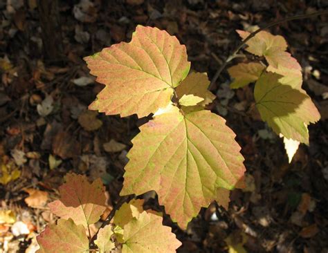 Using Georgia Native Plants: Leaves of Three?