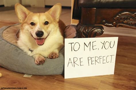 Sign of the Times: Corgi Love - The Daily Corgi