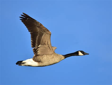 SCORES & OUTDOORS: The familiar sights and sounds of the Canada Geese - The Town Line Newspaper