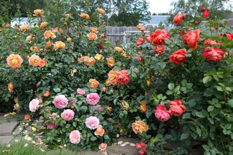 Premium Photo | A large bush of garden roses in the park.