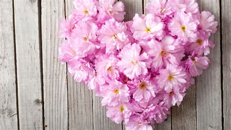Wallpaper : flowers, pink, wood 2560x1440 - RBoylson1028 - 1692815 - HD Wallpapers - WallHere