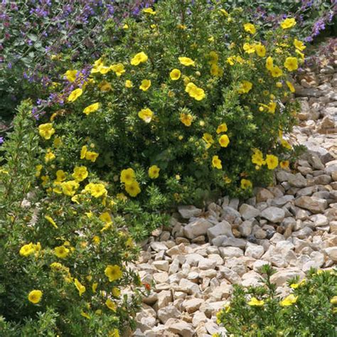 Planting, caring for and pruning Shrubby Cinquefoil (Potentilla ...