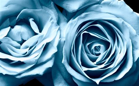 Blue Roses Widescreen Wallpapers | HD Wallpapers | ID #6454