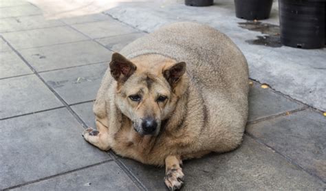 Obesity in Dogs | PetCoach