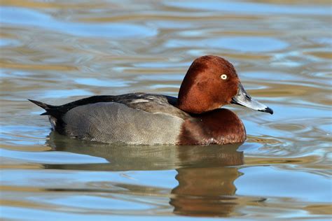 Ferruginous Duck photo ID guide - BirdGuides