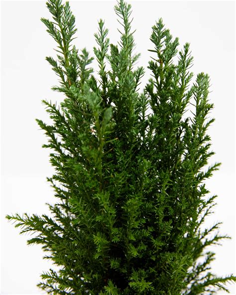 European Cypress Christmas Tree | Lively Root