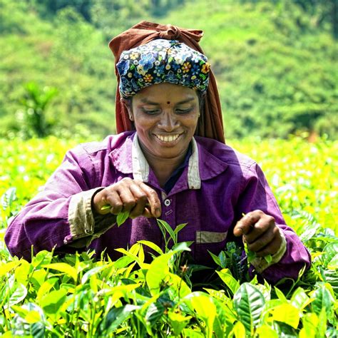 Story of Ceylon Tea - Ceylon Tea