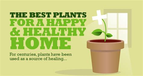 Plants Bring Health Benefits Inside | Total Landscape Care