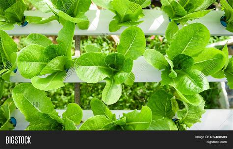 Hydroponic Lettuce Image & Photo (Free Trial) | Bigstock