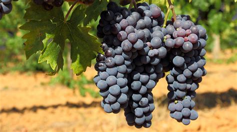 Lesser known grape varieties of Italy | Wine & Spirit Education Trust