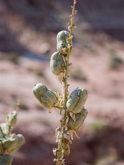 Learn How To Propagate A Yucca Plant