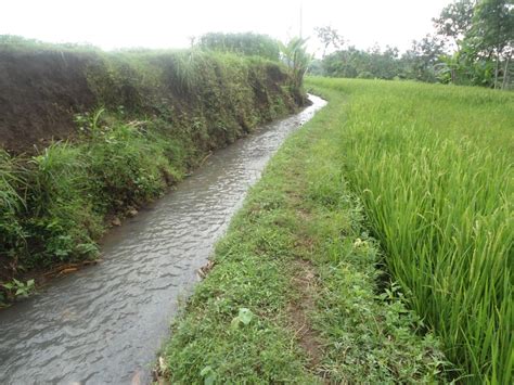 PENGERTIAN SAWAH - pemuda tani