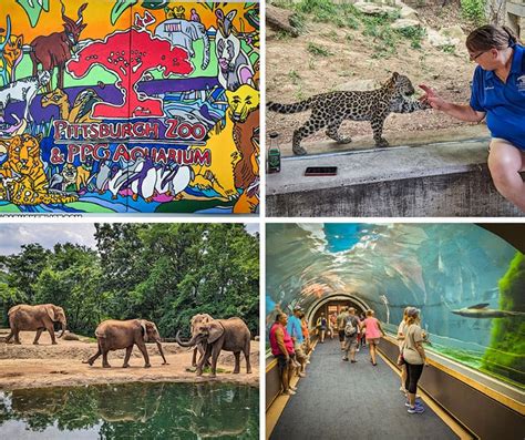 Exploring the Pittsburgh Zoo and Aquarium - PA Bucket List