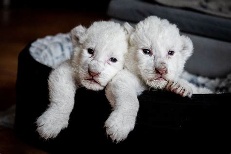 Extremely Rare White Lion Cubs Born at Sanctuary After Parents Got Rescued From Circus