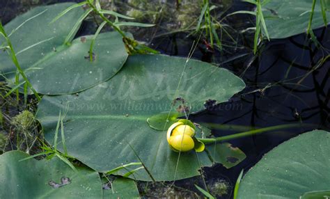 Plants of the Okefenokee Swamp - WILLIAM WISE PHOTOGRAPHY