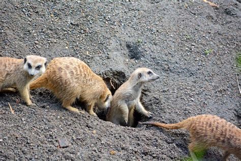 Funny Meerkats Playing in the Desert Stock Image - Image of incredibly, black: 119048327