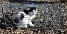 Feral Cat Trapping - Porter Pet Hospital