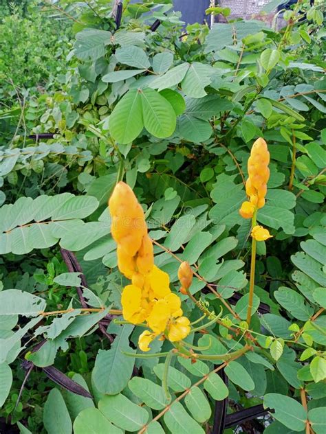 The Flower from Senna Alata Plant Stock Photo - Image of leaf, autumn ...