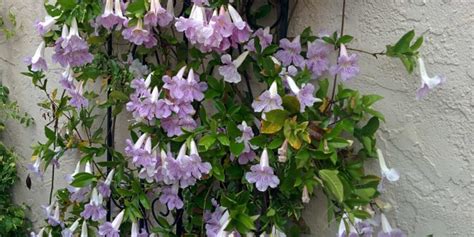 Purple Trumpet vine – Sunnyvale-Garden