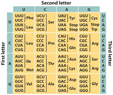 Amino Acid Codon Table Pdf | Elcho Table