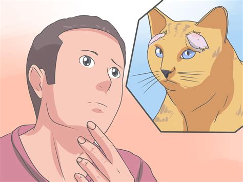 How to Recognize and Treat Ringworm in Cats: 13 Steps