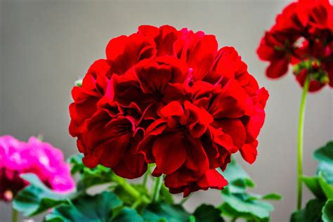 Beautiful, Bold Red Annual Flowers For Your Summer Garden » FloraQueen EN