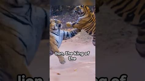 Lion vs.Tiger – Strength, Speed, and Survival Instincts Compared # ...