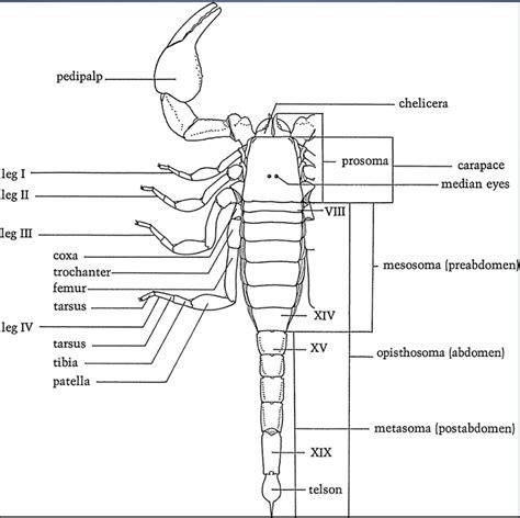 portátil Síntomas salario scorpion anatomy diagram camarera balcón parásito