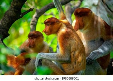 Proboscis Monkey Conservation Animal That Foraging Stock Photo ...