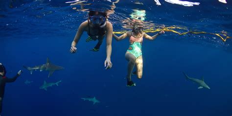 Hawaii's Most Thrilling Experience Is Generating A Lot Of Love For Sharks | HuffPost