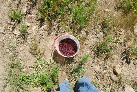 Huckleberry Bounty | This is two hours worth of picking. | Cheryl Reed ...