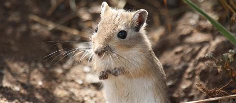 The Mongolian Gerbil | Critter Science