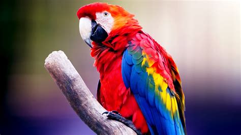 Macaw Bird 4K HD Wallpapers | HD Wallpapers | ID #31407