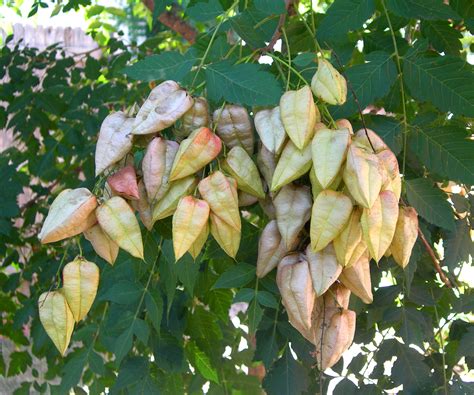 Golden Rain Tree - Seed Pods - Lot-Lines