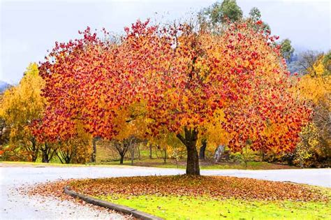 Forest Pansy Redbud (Cercis canadensis)