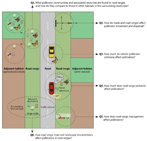 Pollinators on the verge | KEVIN J GASTON