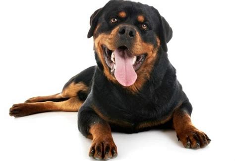 Rottweiler Size Chart | Growth & Weight Chart