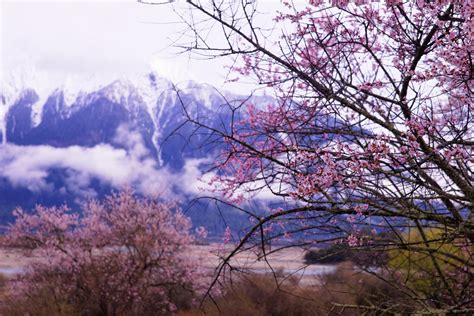 Best Time to See Peach Blossom in Tibet 2023 - When to See - Rove.me