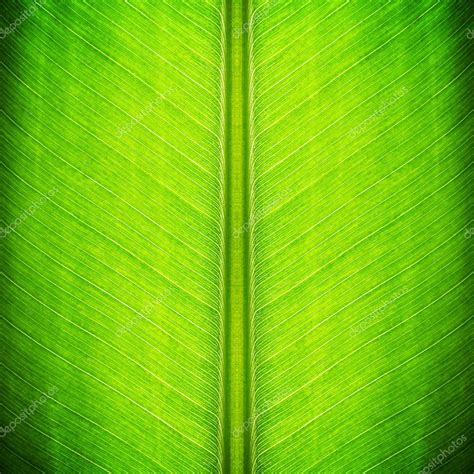 Green banana leaf texture - natural background — Stock Photo ...