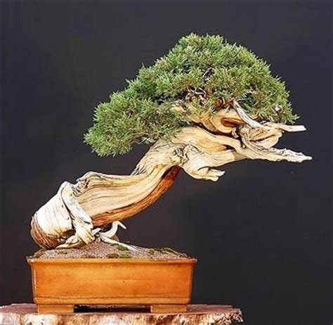 Other Bonsai - Pinus mugo var. pumilio or Dwarf mugo pine Bonsai Tree Seeds was sold for R4.55 ...